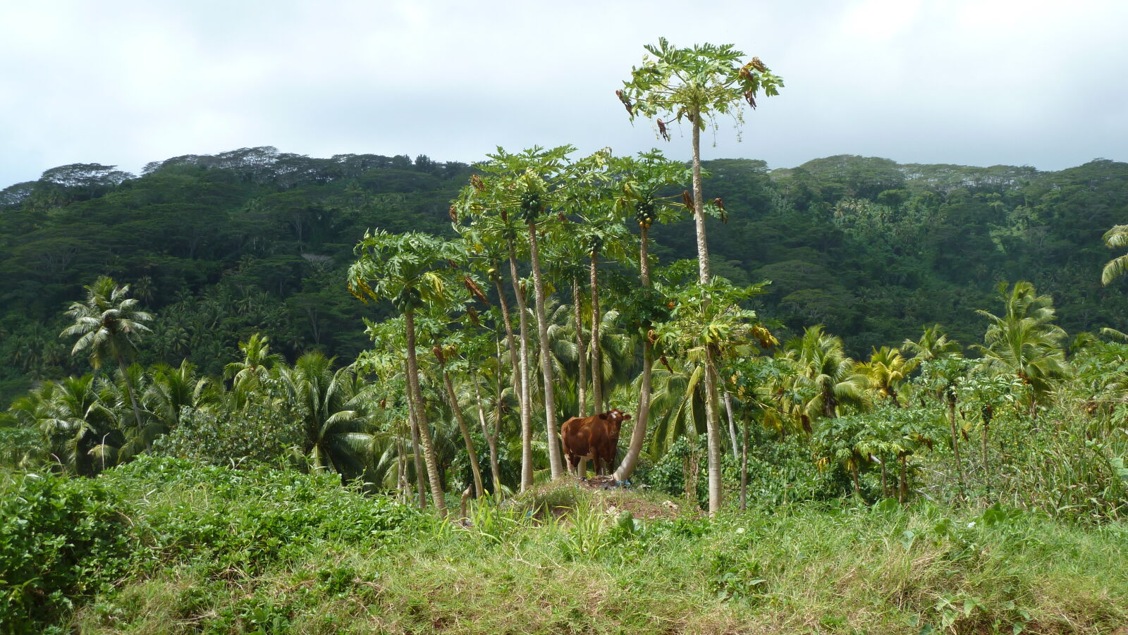 Papayakuh, Wanderung von Haamene nach Patio, Tahaa.