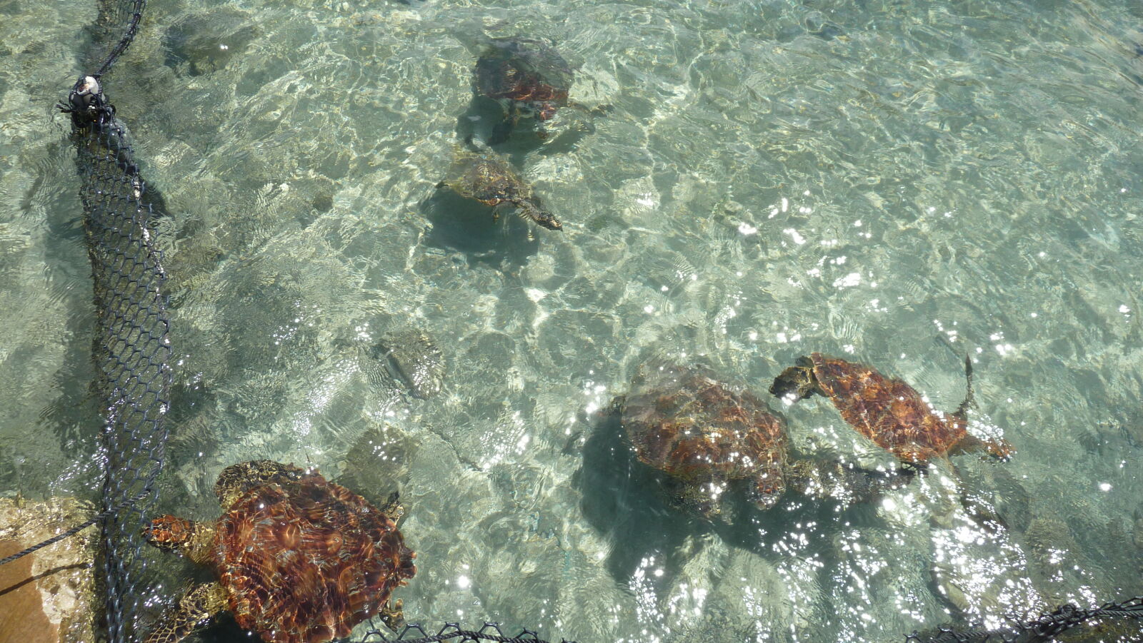 Schildkrötenpflegegehege des Hotels Hibiscus, Tahaa.