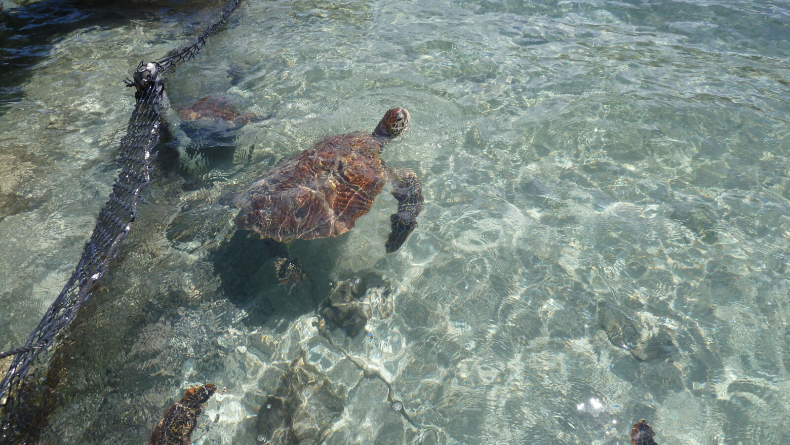 Schildkrötenpflegegehege des Hotels Hibiscus, Tahaa.