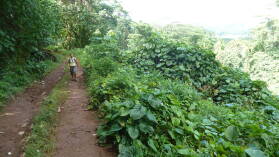 Wanderung von Haamene nach Patio, Tahaa.