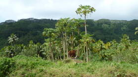 Papayakuh, Wanderung von Haamene nach Patio, Tahaa.