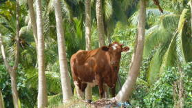 Papayakuh, Wanderung von Haamene nach Patio, Tahaa.
