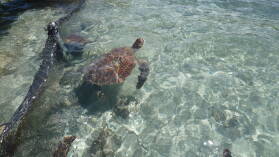 Schildkrötenpflegegehege des Hotels Hibiscus, Tahaa.