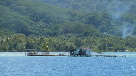 Tahaa.