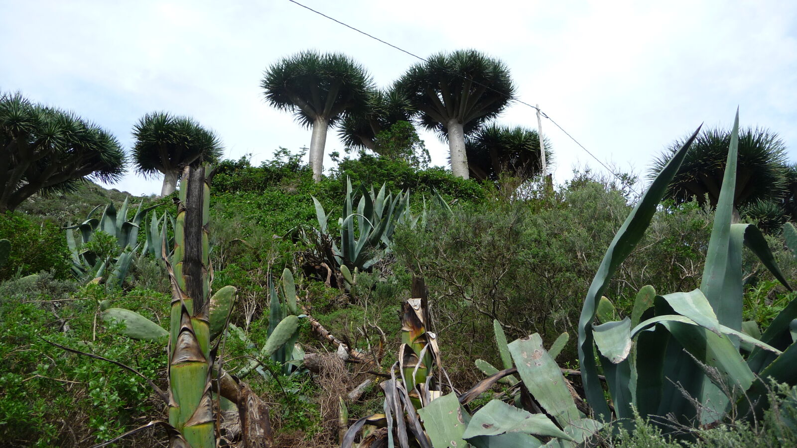 Parque Rural de Anaga.