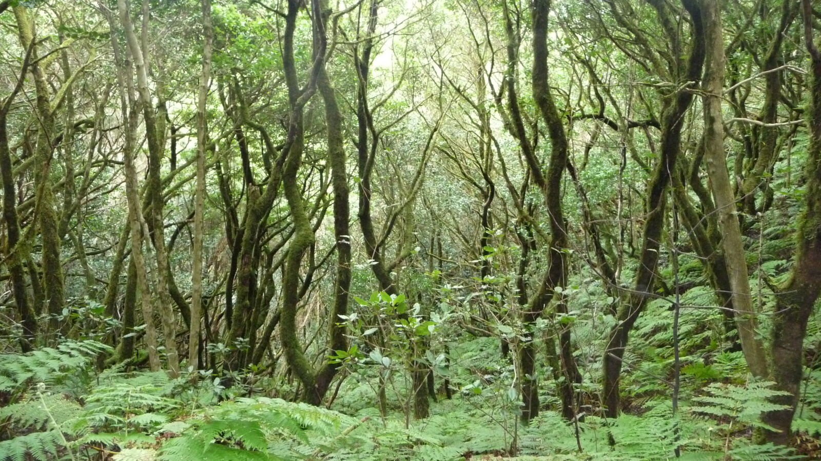 Der verzauberte Wald im Parque Rural de Anaga.