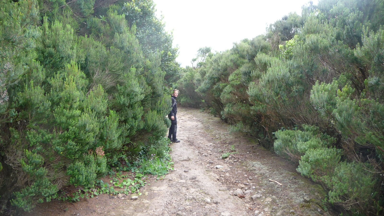 Der verzauberte Wald im Parque Rural de Anaga.