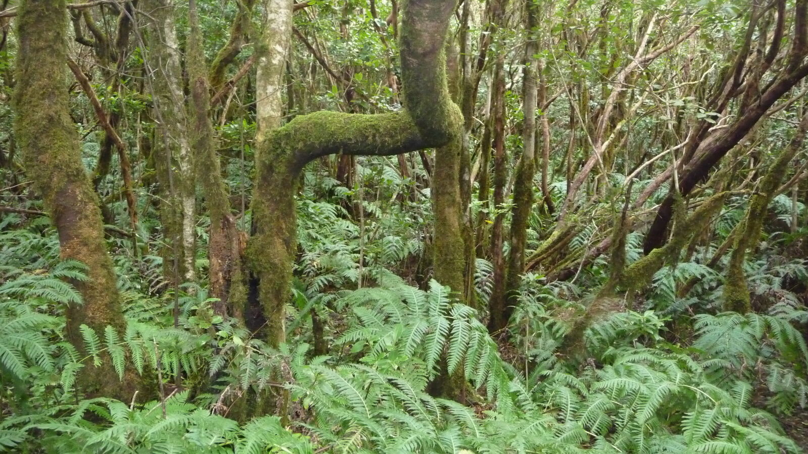Der verzauberte Wald im Parque Rural de Anaga.