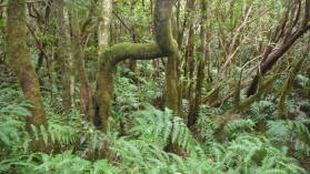 Der verzauberte Wald im Parque Rural de Anaga.