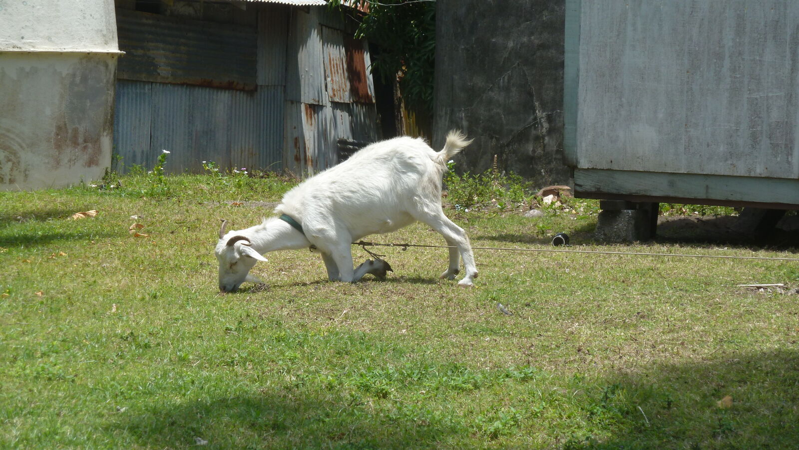 Ha'afeva.