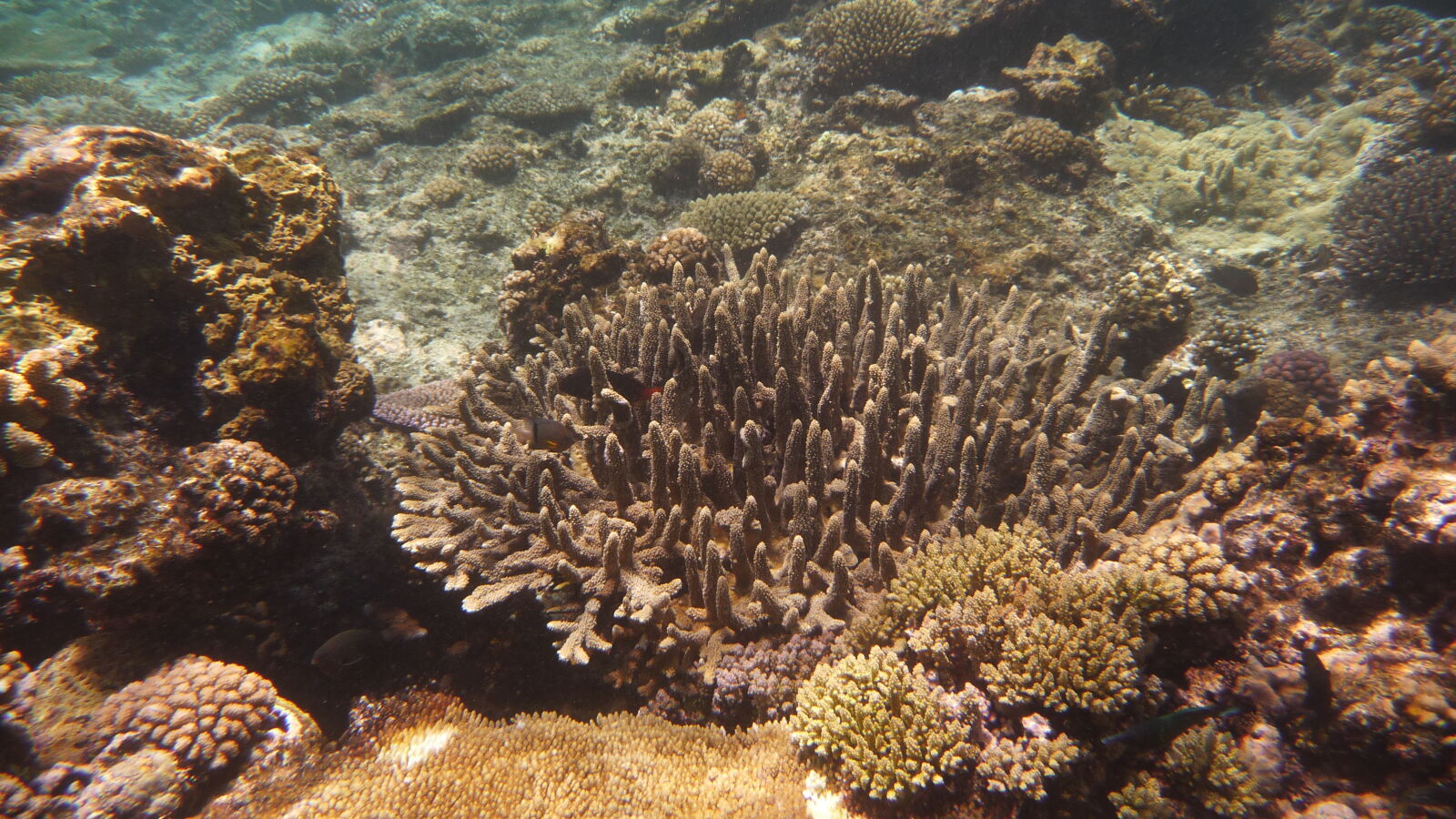 Schnorcheln bei Coral Gardens.