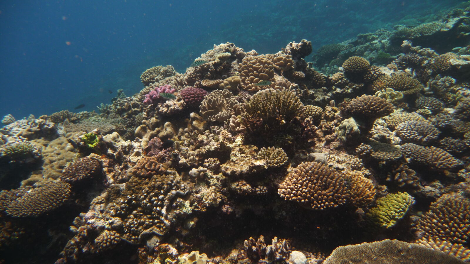 Schnorcheln bei Coral Gardens.