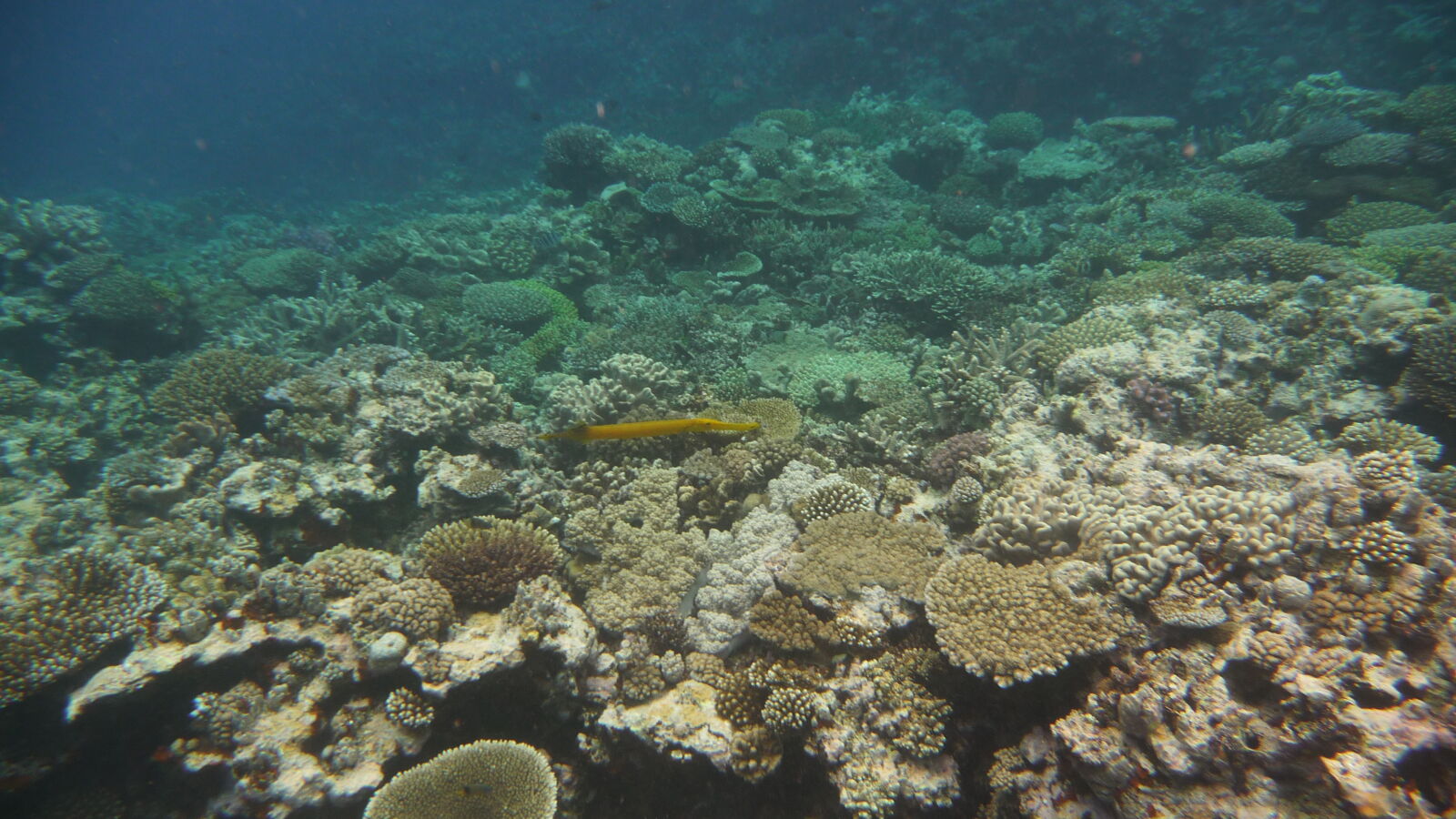 Schnorcheln bei Coral Gardens.