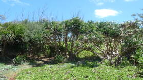 Kenutu.