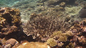 Schnorcheln bei Coral Gardens.
