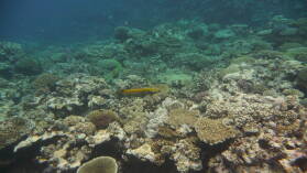 Schnorcheln bei Coral Gardens.