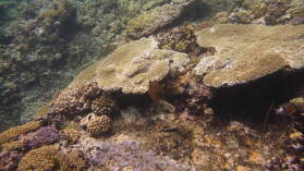 Schnorcheln bei Coral Gardens.