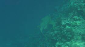 Zebrahai vor Mariners Cave.