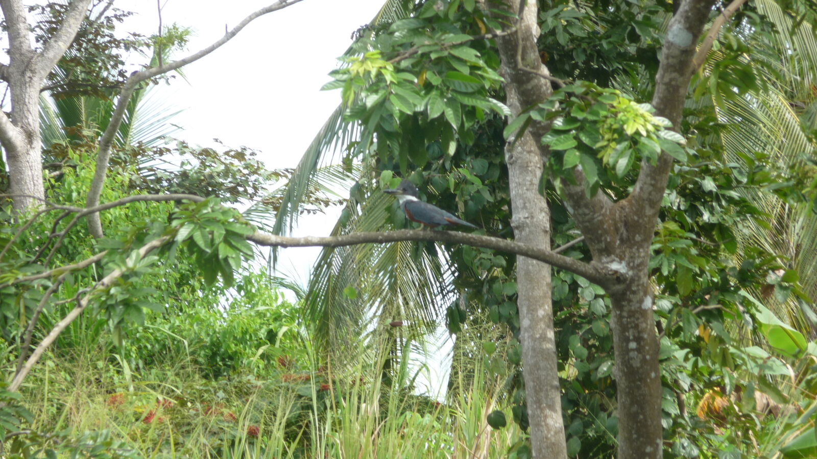 Diwar Sugandi.