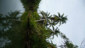 Diwar Sugandi.