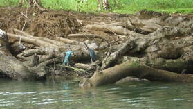 Diwar Sugandi.