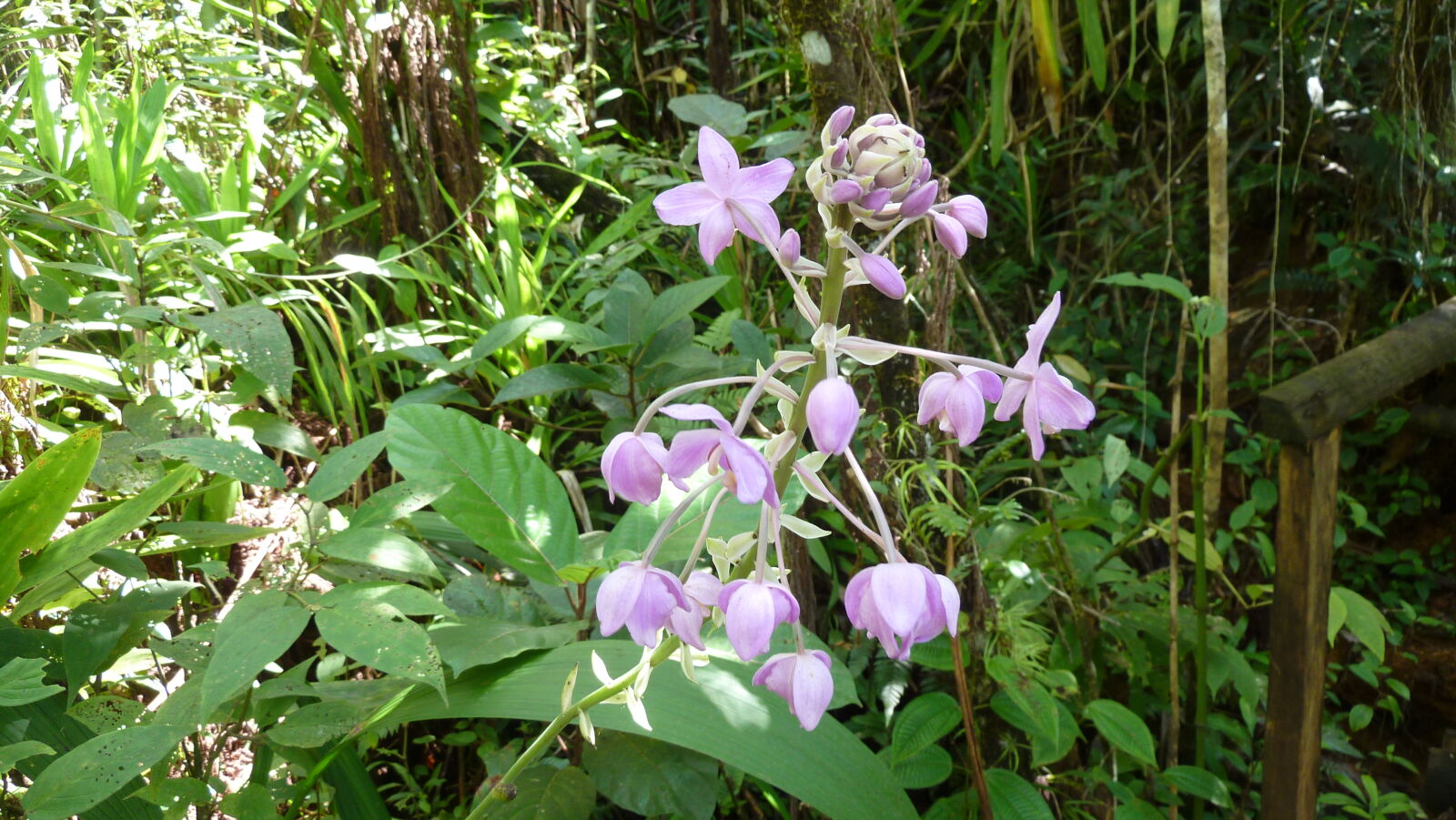 Waisali Forest Reserve.