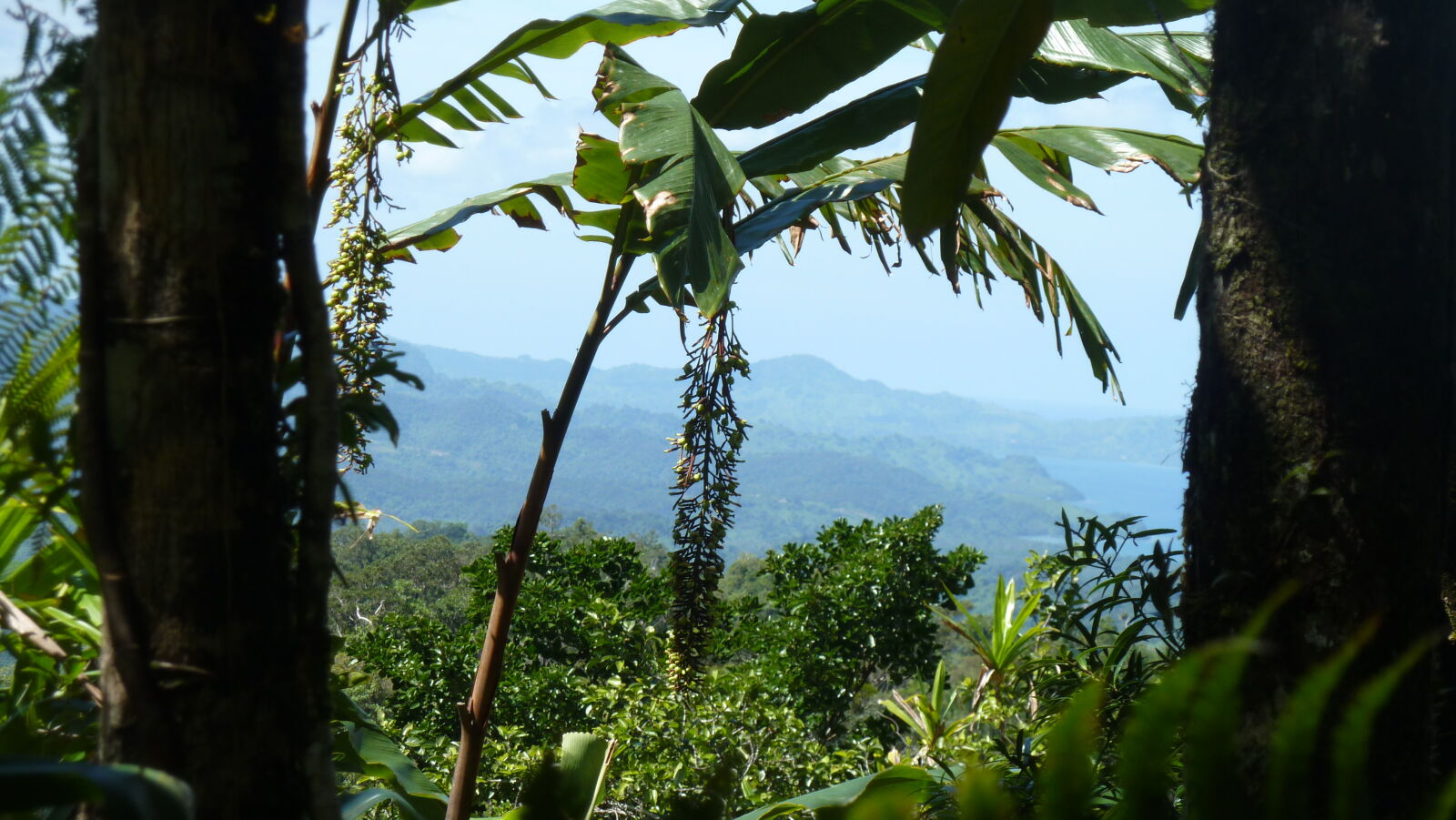 Waisali Forest Reserve.