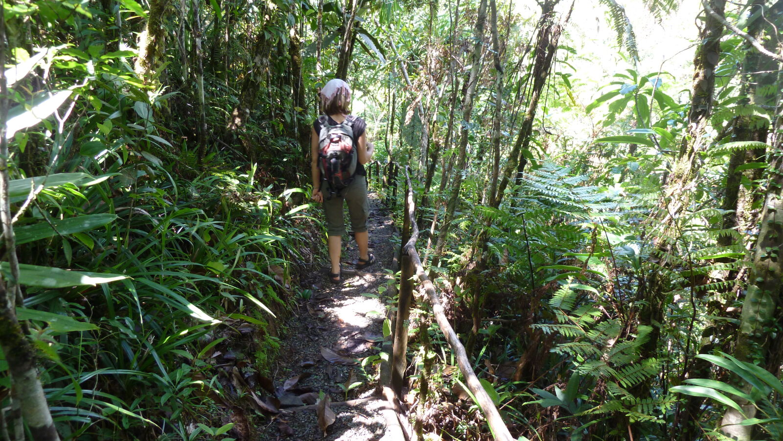 Waisali Forest Reserve.