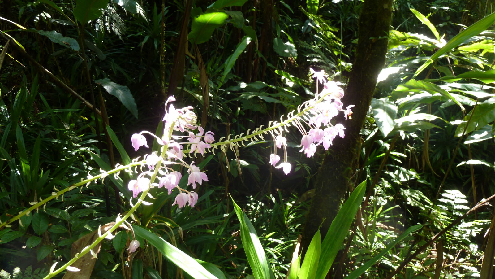 Waisali Forest Reserve.