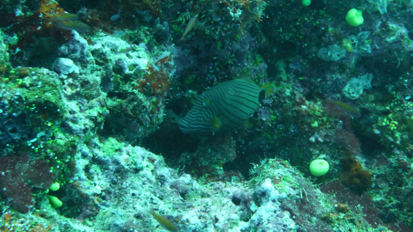 Tauchgang bei Chimneys / Namena.