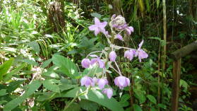 Waisali Forest Reserve.