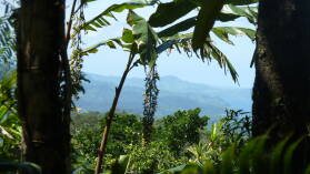 Waisali Forest Reserve.