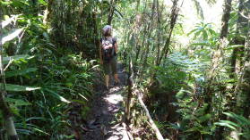 Waisali Forest Reserve.
