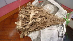 Kava.