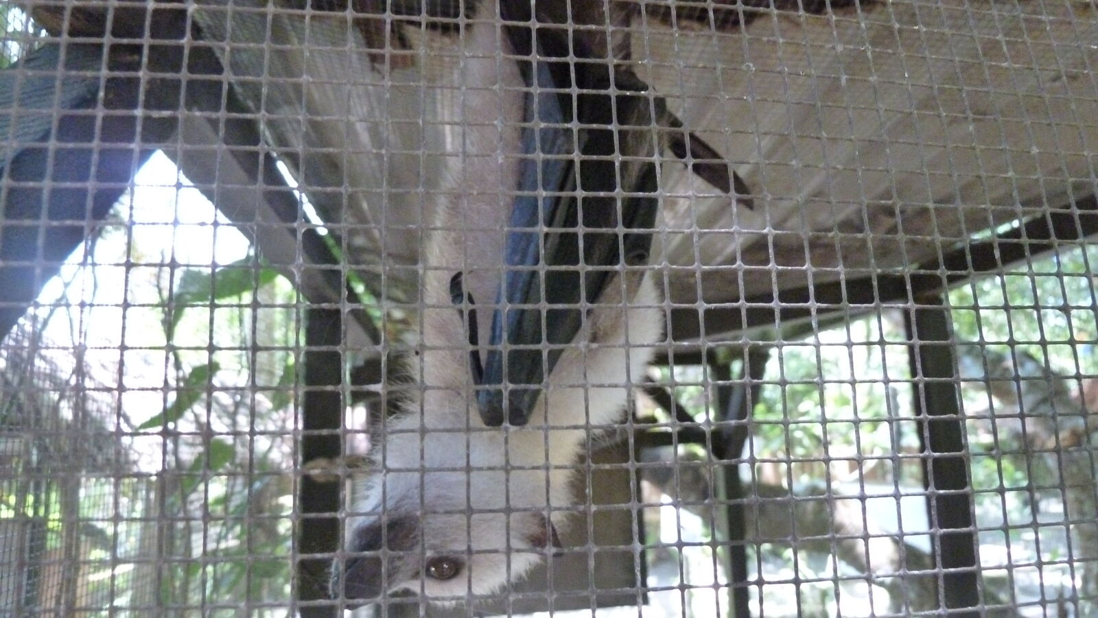 Flying Fox; Secret Garden, Efate.