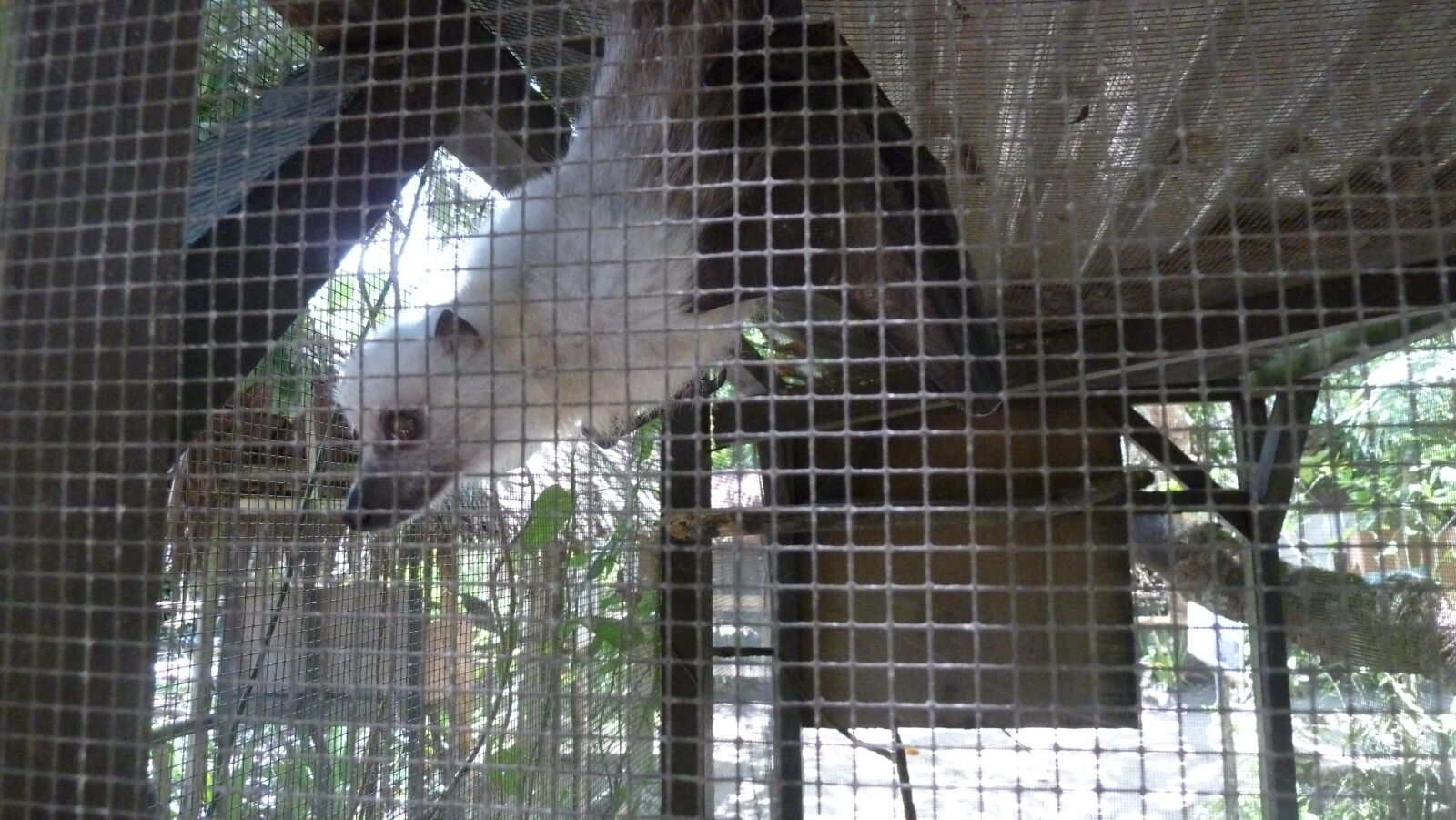 Flying Fox; Secret Garden, Efate.