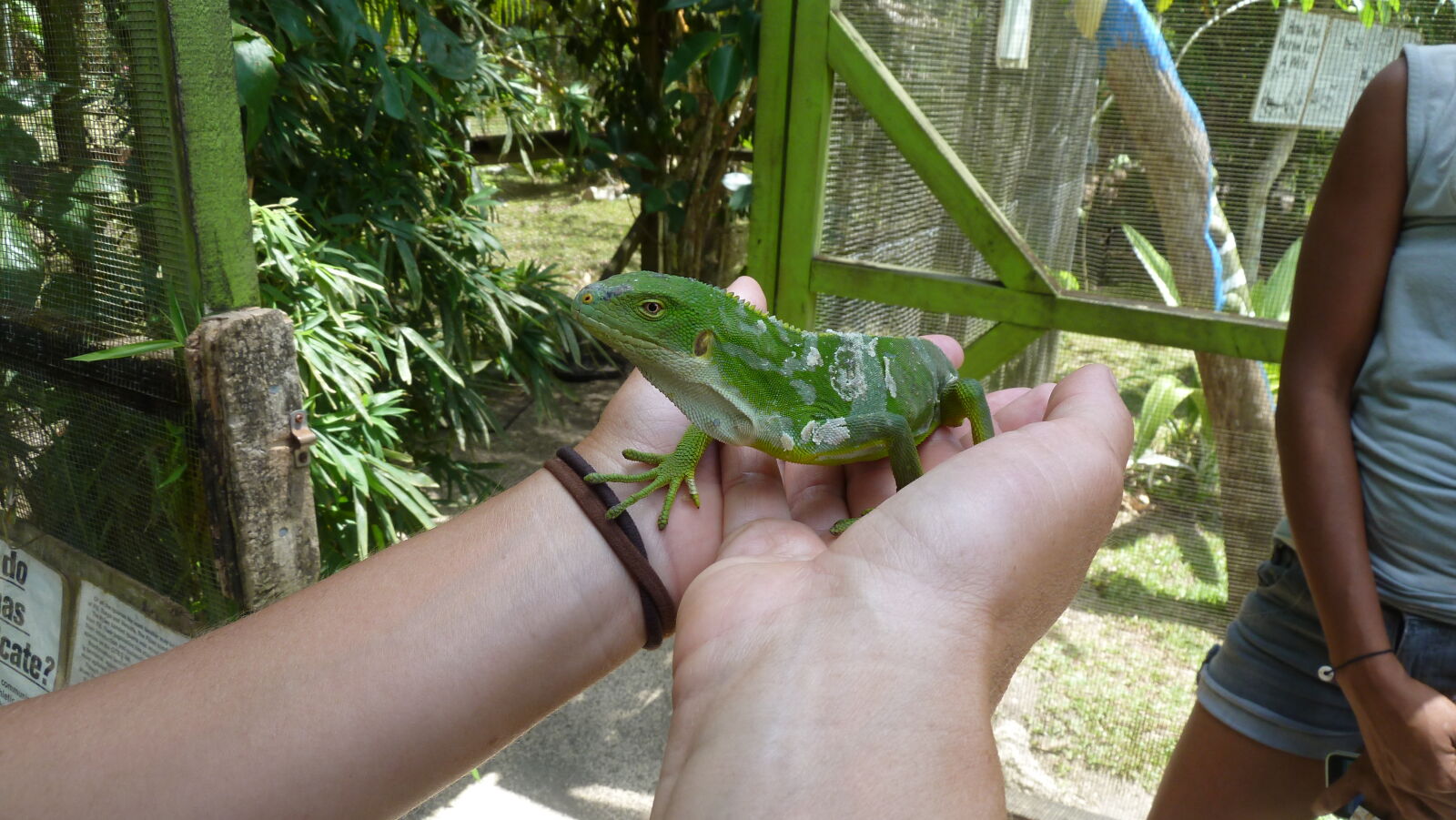 Banded Iguana; Secret Garden, Efate.