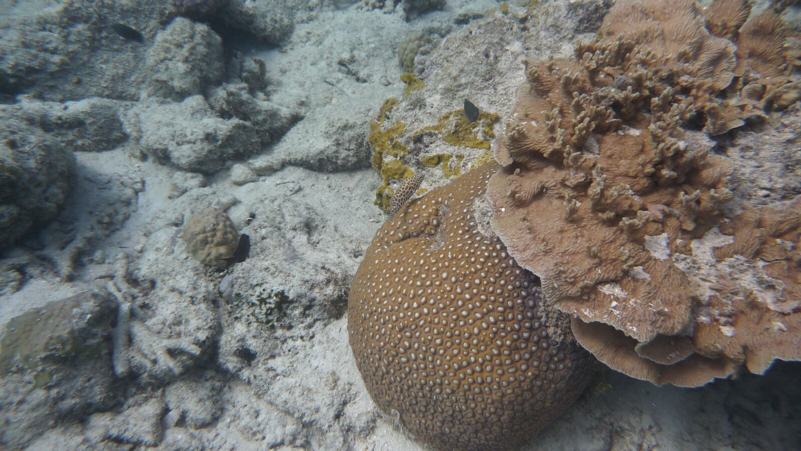 Schnorcheln bei Mystery Island, Anelcauhat, Aneityum.