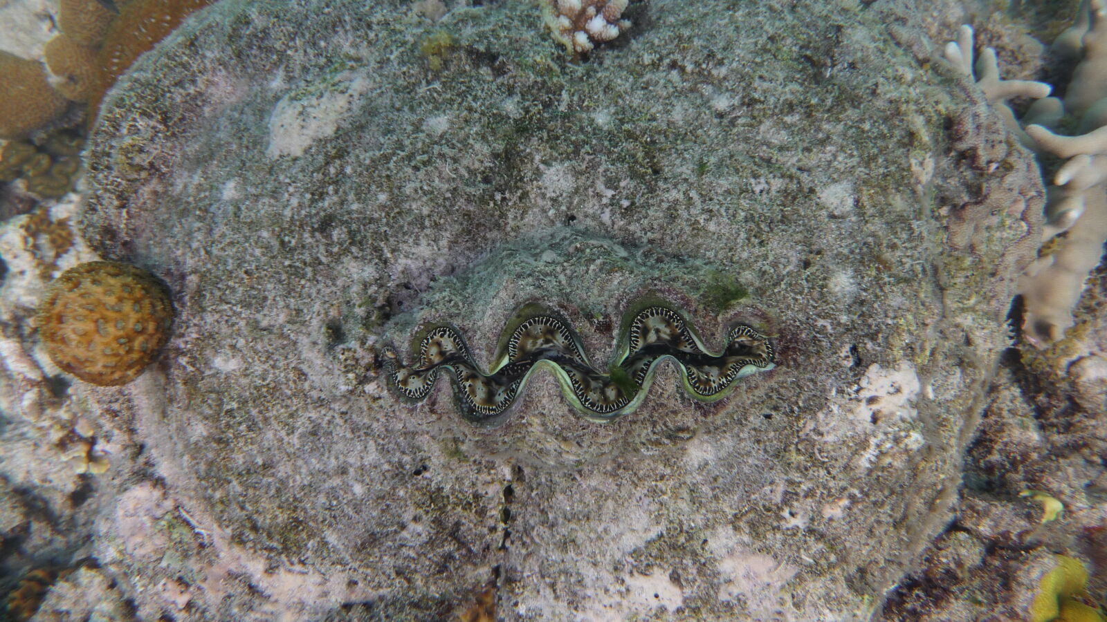 Schnorcheln bei Mystery Island, Anelcauhat, Aneityum.