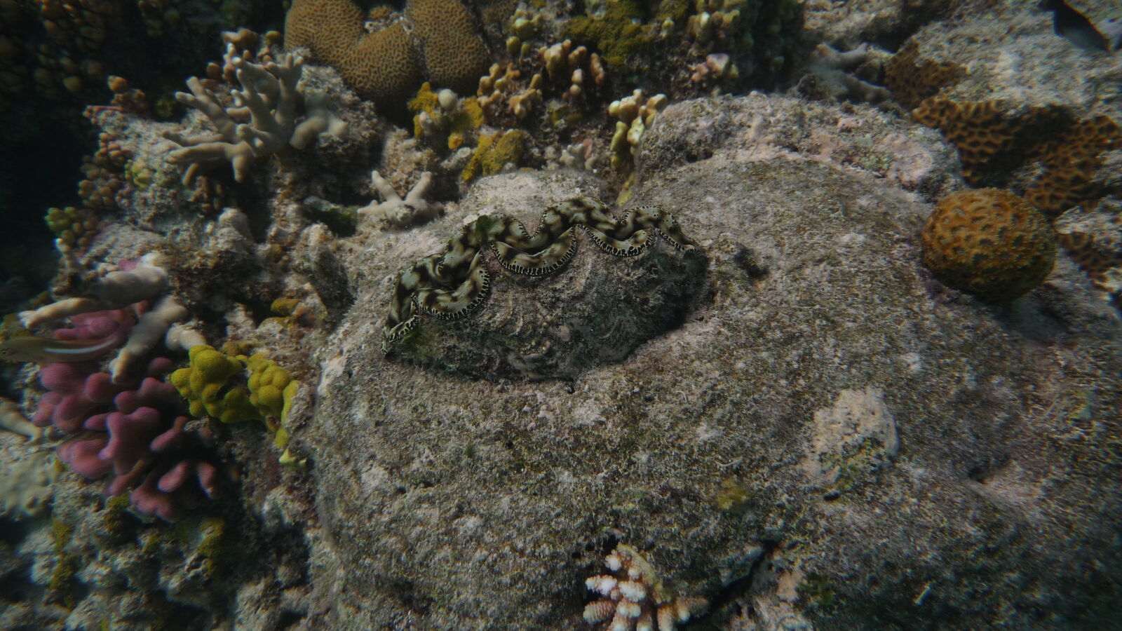 Schnorcheln bei Mystery Island, Anelcauhat, Aneityum.