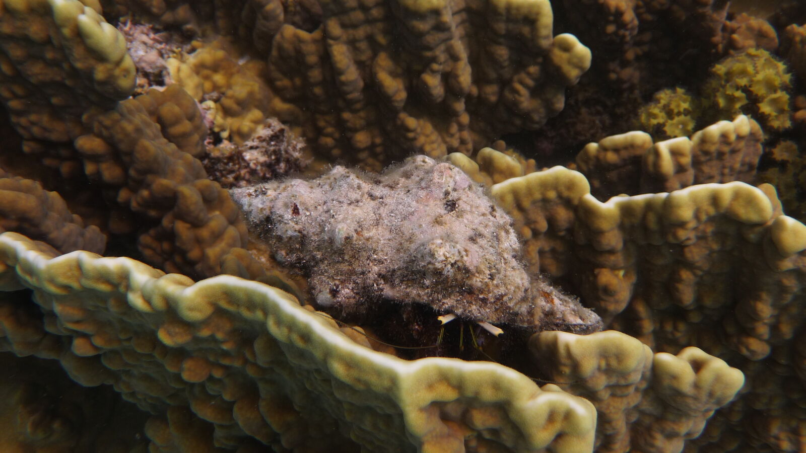 Schnorcheln bei Mystery Island, Anelcauhat, Aneityum.