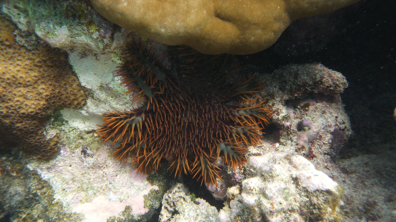 Schnorcheln bei Mystery Island, Anelcauhat, Aneityum.