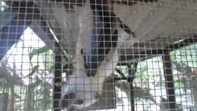 Flying Fox; Secret Garden, Efate.