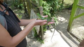Banded Iguana; Secret Garden, Efate.