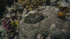Schnorcheln bei Mystery Island, Anelcauhat, Aneityum.