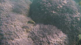 Schnorcheln bei Mystery Island, Anelcauhat, Aneityum.