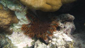 Schnorcheln bei Mystery Island, Anelcauhat, Aneityum.