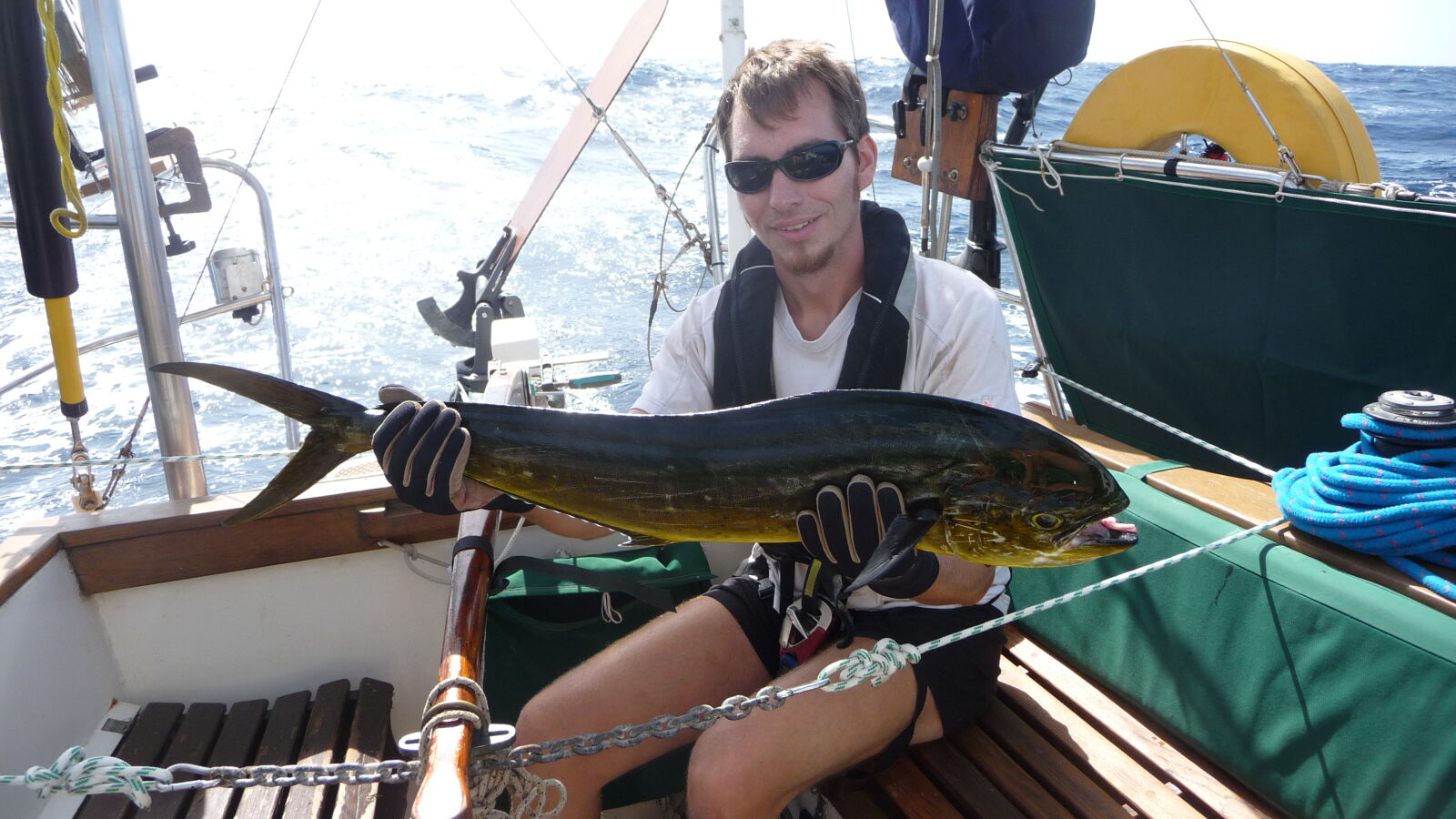 Eine Dorade, auch bekannt als Dolphin oder Mahi-Mahi.