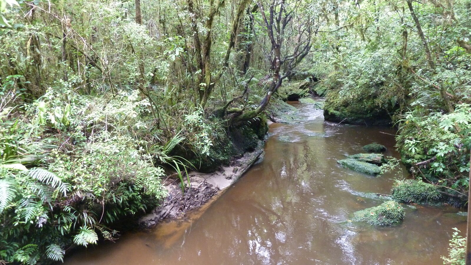 Tawarau Forest Loop.
