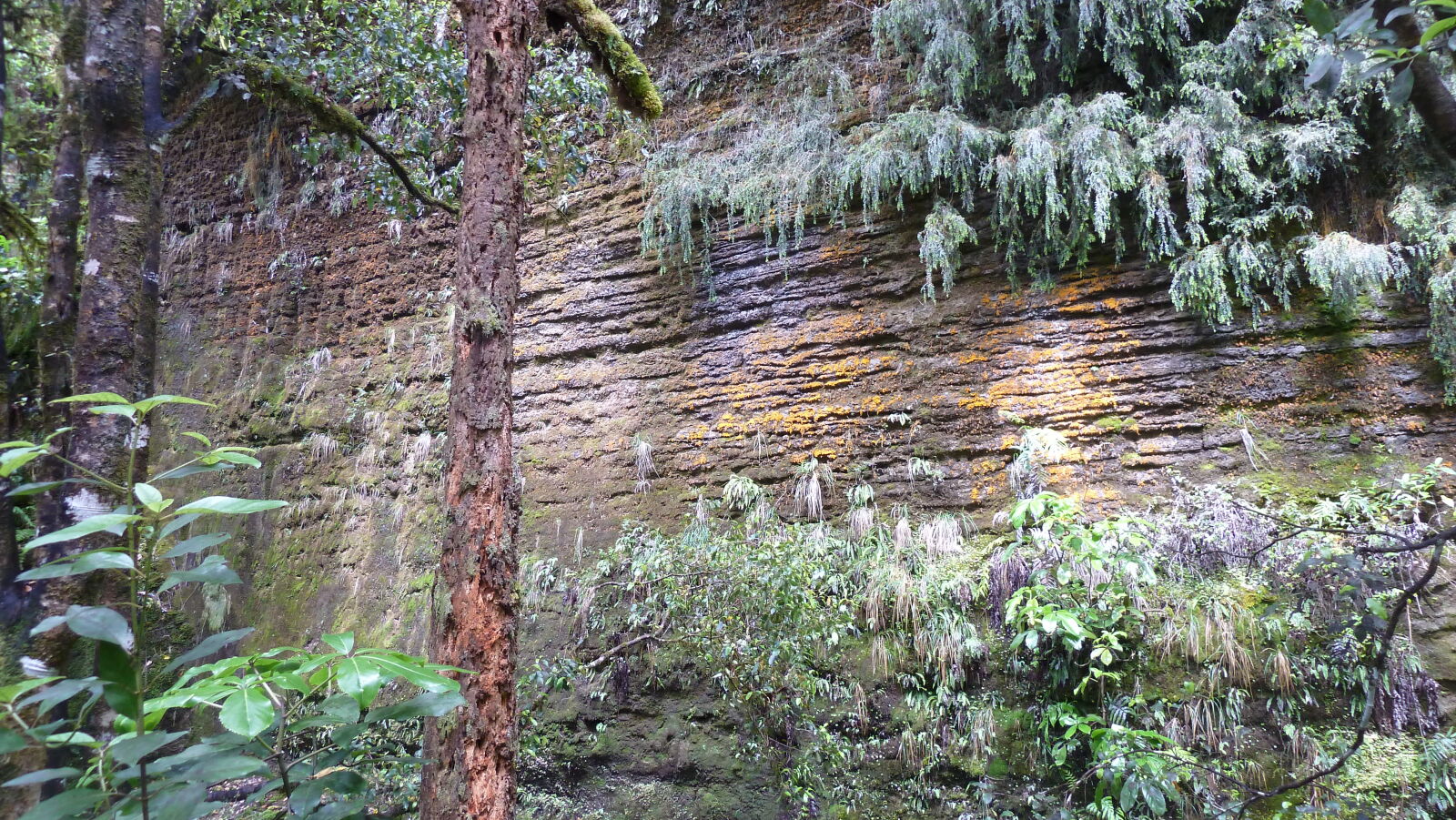 Tawarau Forest Loop.